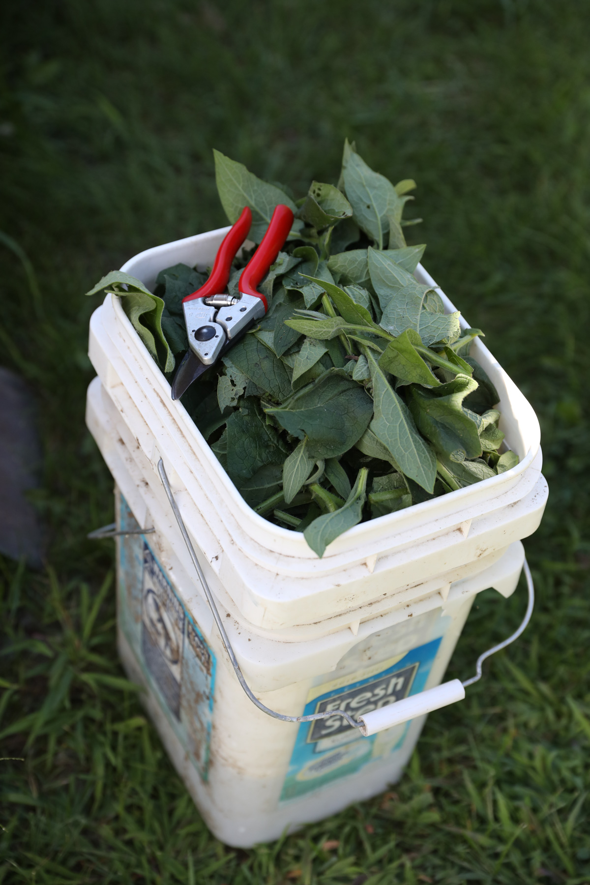 Making Comfrey Fertilizer Cultivate Simple