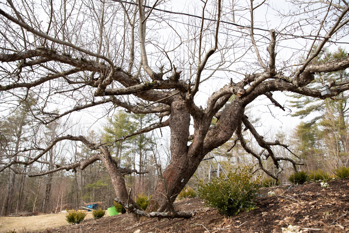 Renovating the OLD Apple Tree Cultivate Simple