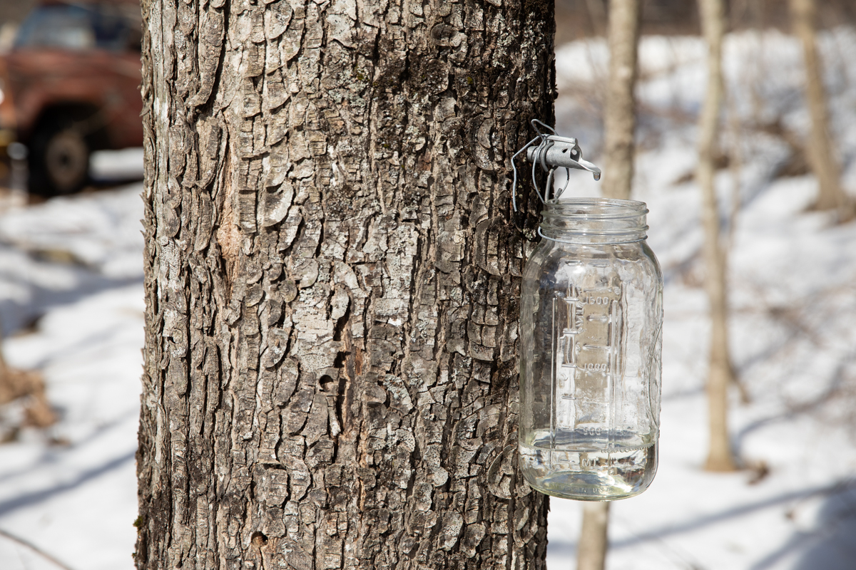 maple sap dripping from tap into a half gallon mason jar
